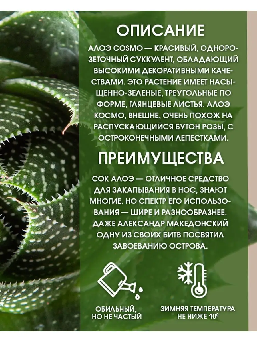 Комнатное растение алоэ суккулент Планета Лета 147067103 купить за 1 215 ₽  в интернет-магазине Wildberries