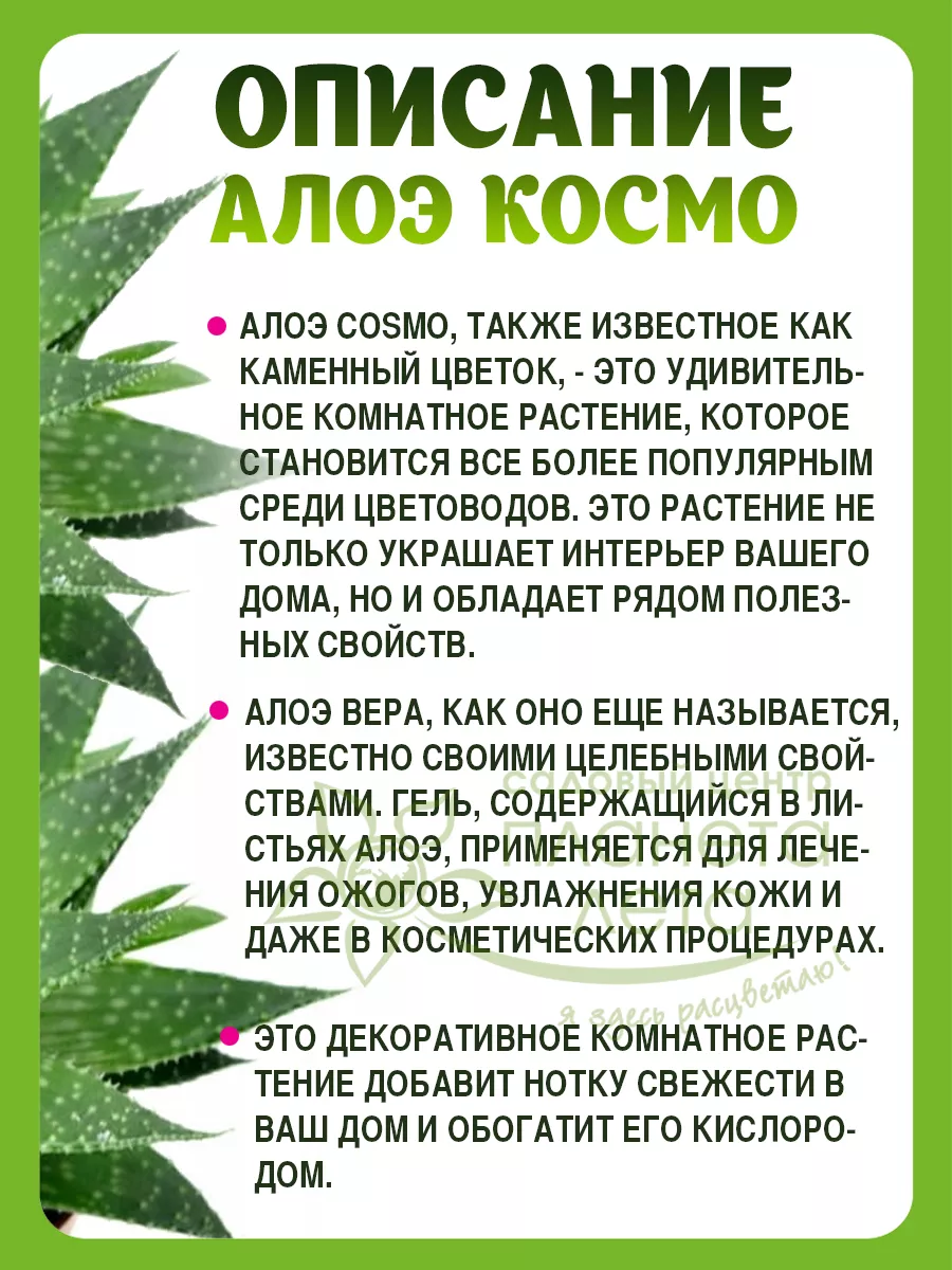 Комнатное растение алоэ суккулент Планета Лета 147067103 купить за 1 215 ₽  в интернет-магазине Wildberries