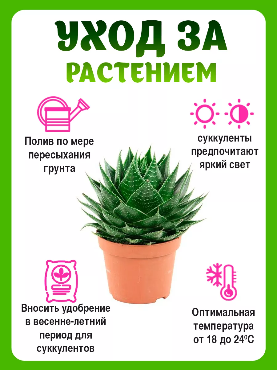 Комнатное растение алоэ суккулент Планета Лета 147067103 купить за 1 215 ₽  в интернет-магазине Wildberries