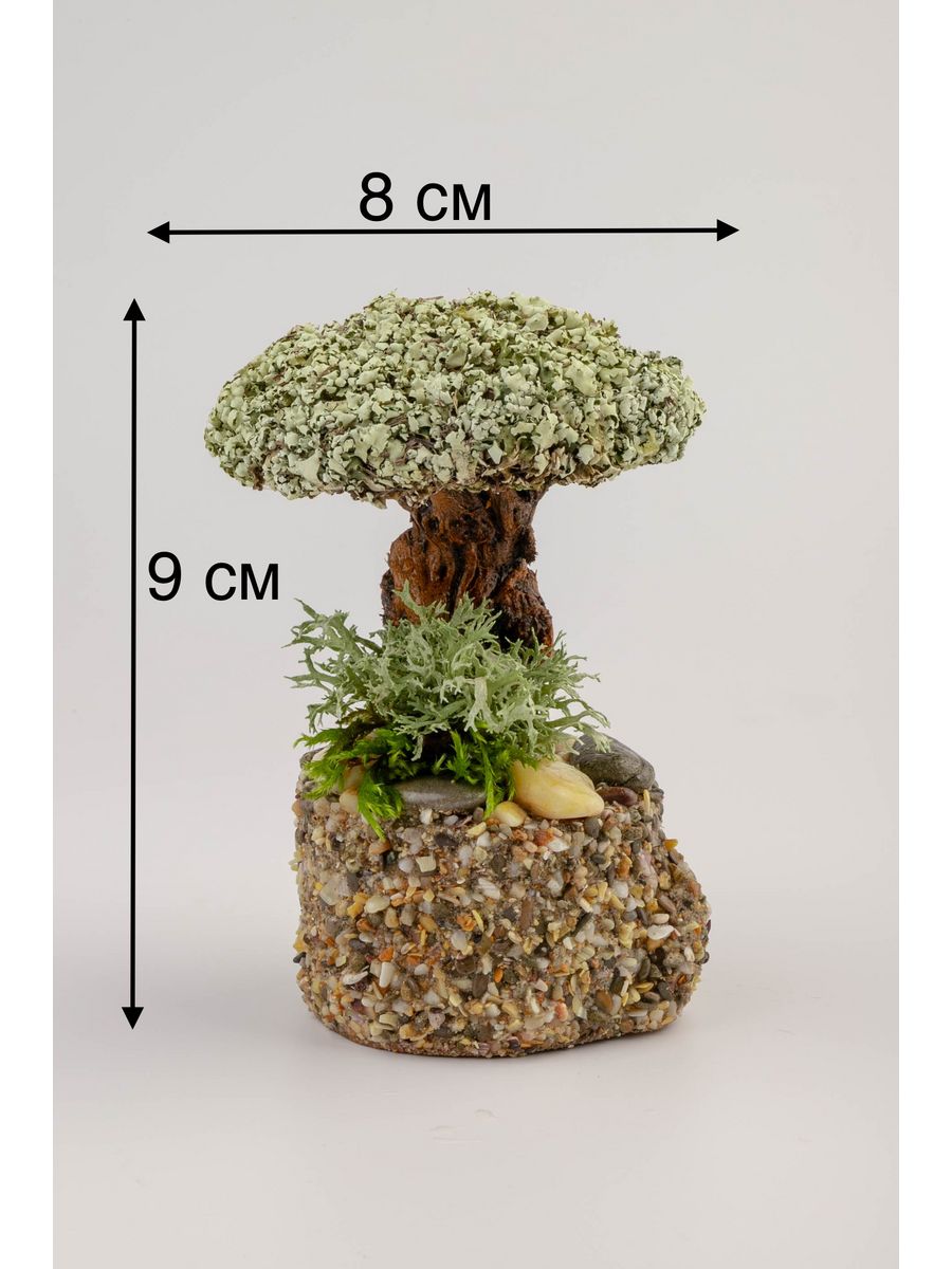 Живое дерево из исландского мха Цетрария красавчик большой лавка волшебницы  147110898 купить в интернет-магазине Wildberries