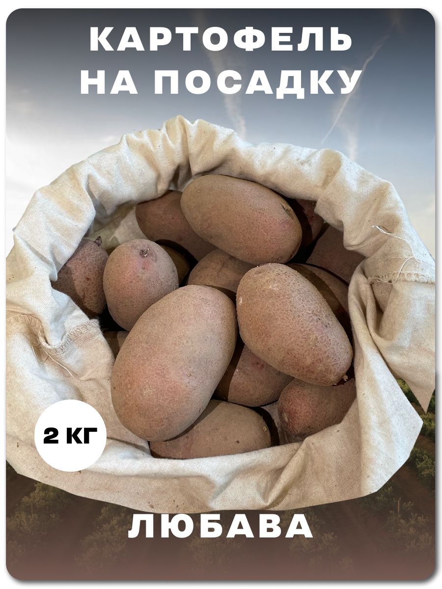 Картофель Любава