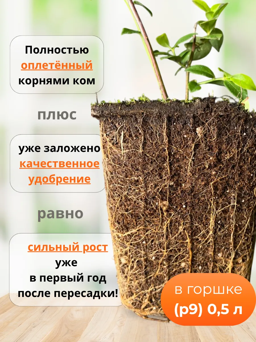 Общие сведения