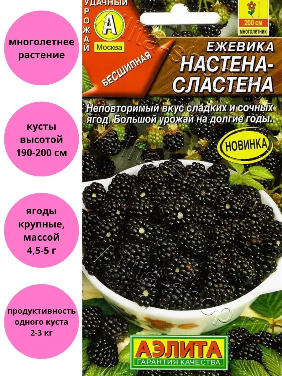 Ежевика Настена-сластена Агрофирма Аэлита 147593347 купить за 117 ₽ в  интернет-магазине Wildberries