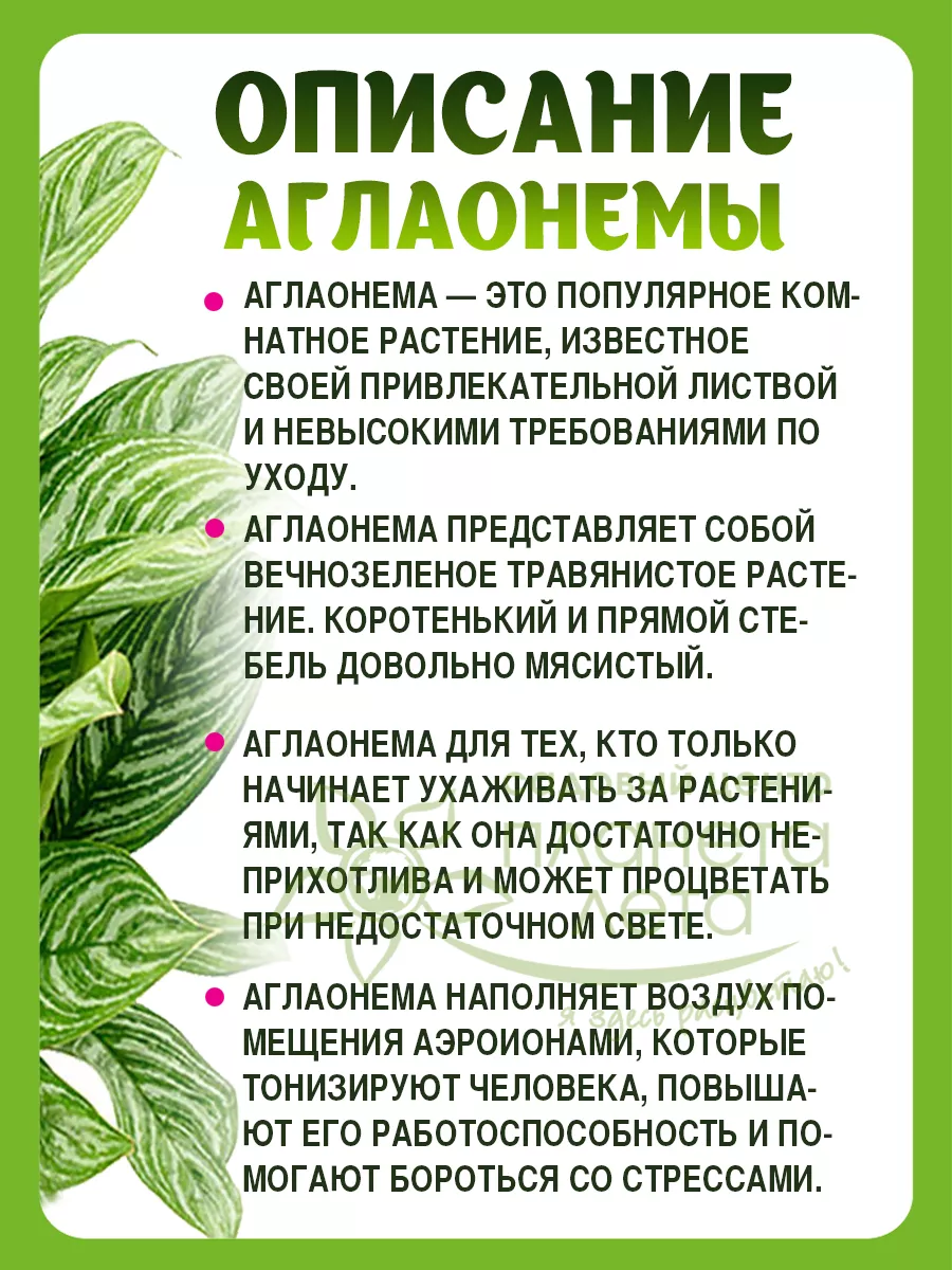 комнатные растения цветы в горшках Аглаонема 35 см Планета Лета 147600019  купить в интернет-магазине Wildberries