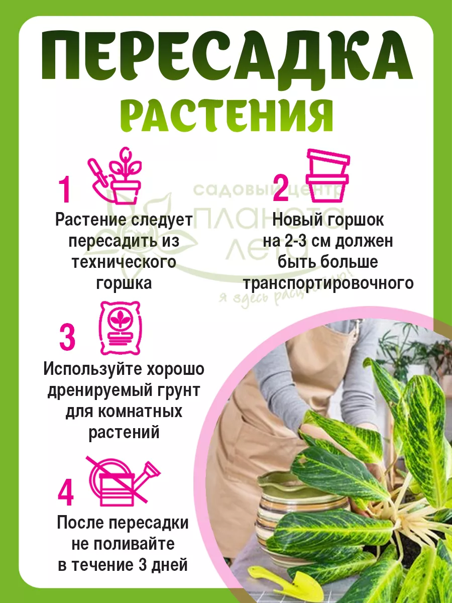 комнатные растения цветы в горшках Аглаонема 35 см Планета Лета 147600019  купить в интернет-магазине Wildberries