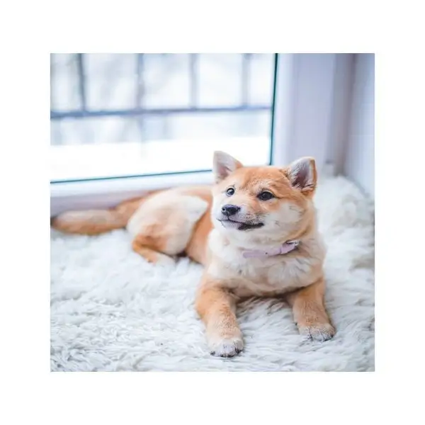 Картина по номерам на холсте с подрамником "Пёс на ковре"