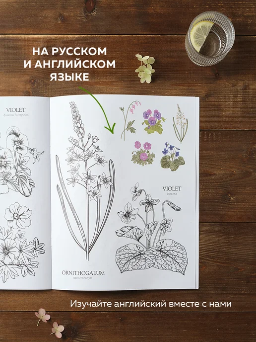 ЖЁЛУДЬ Ботаника. Раскраска антистресс цветы для взрослых и детей, вариант, фото 6