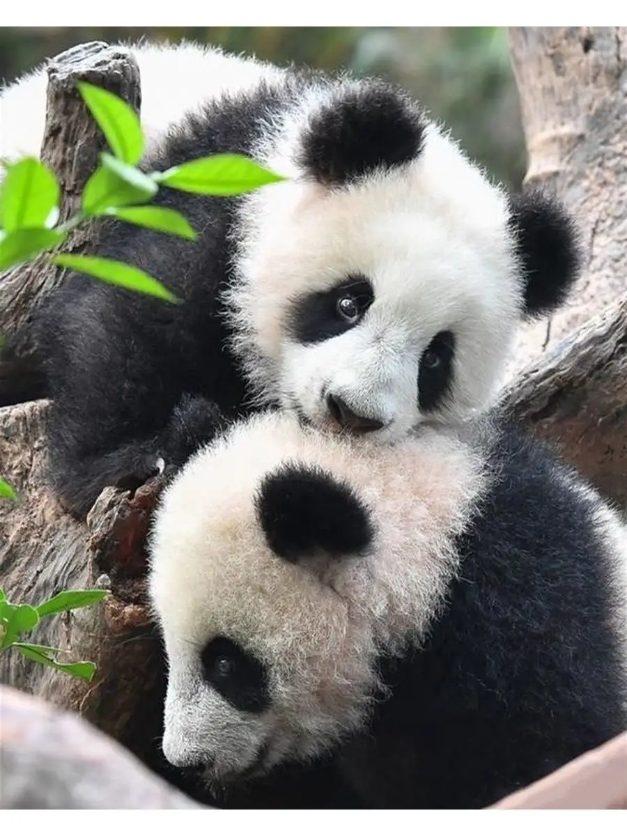 Картинки для срисовки панда милые