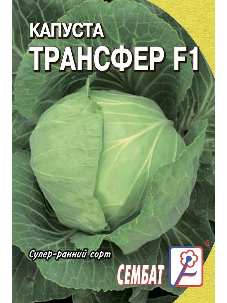 Трансфер капуста описание отзывы. Семена капуста б/к подарок 1г. Капуста трансфер. Капуста трансфер описание сорта фото. Капуста трансфер f1 описание сорта фото отзывы.