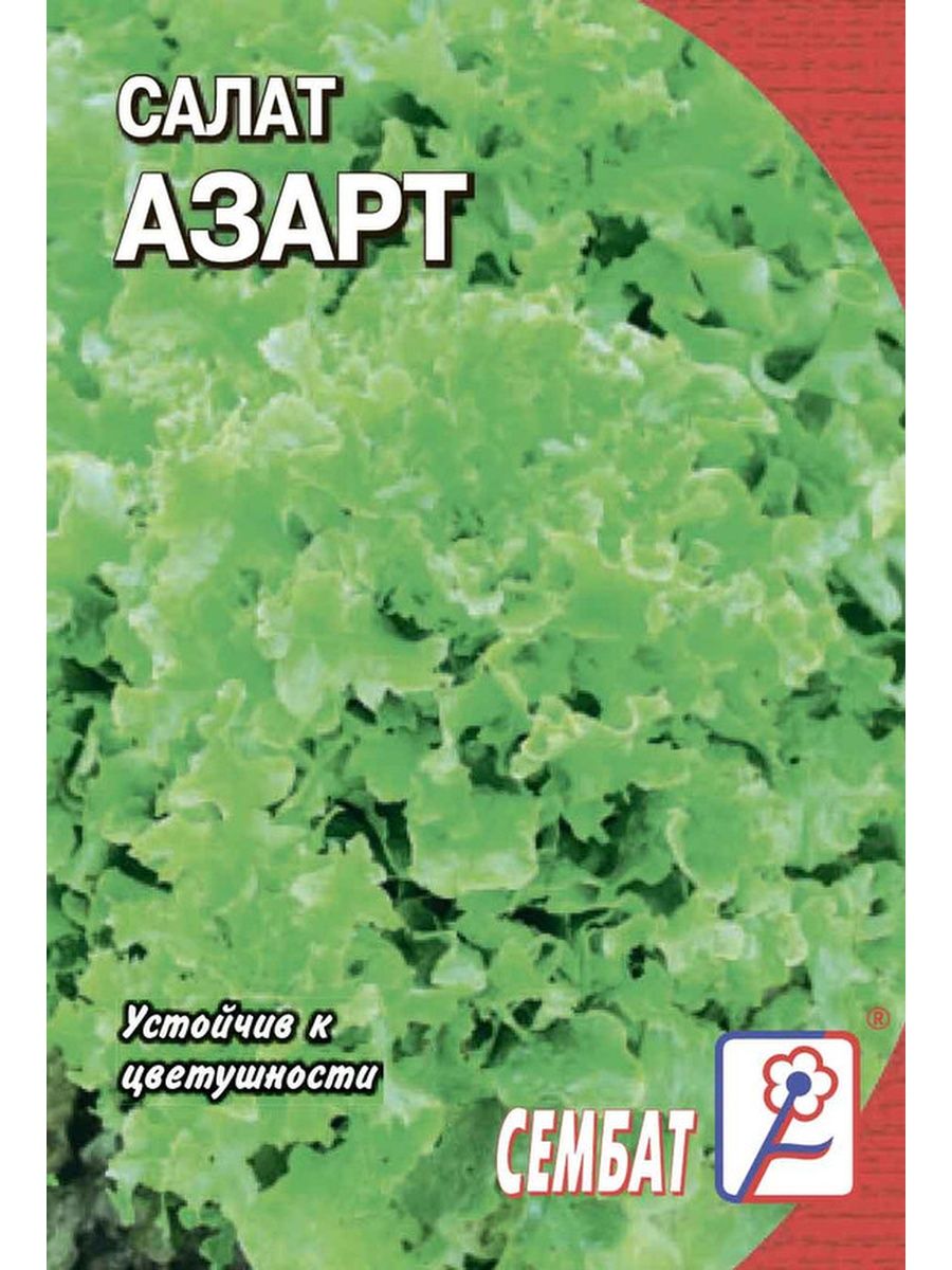 Салат азарт отзывы. Семена салат азарт. Салат азарт листовой. Салат стандарт. Салат азарт фото.