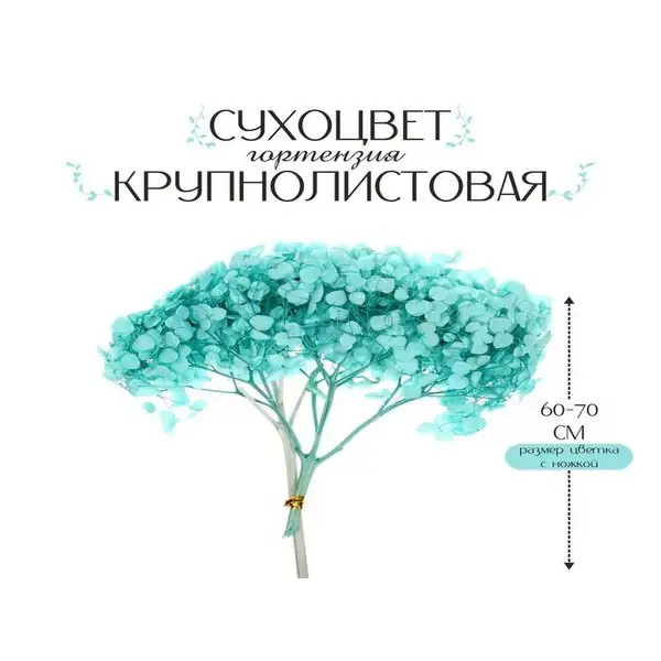 Сухоцвет "Гортензия крупнолистовая", голубая, 1 веточка