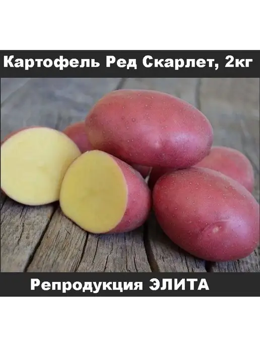 Семенной картофель Ред Скарлет, Голландия