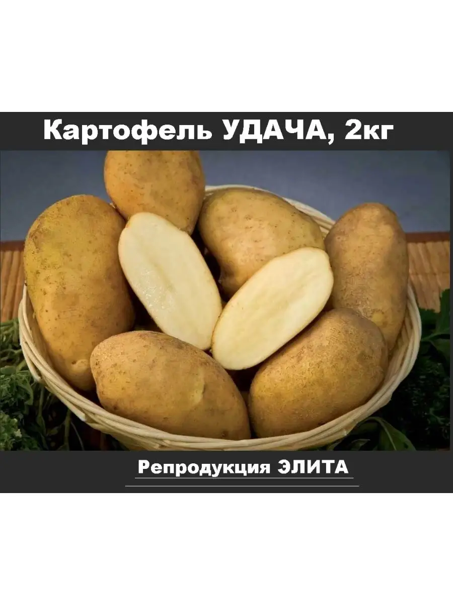 Семенной картофель Удача, клубни, 2кг Баба Зина 148076987 купить в  интернет-магазине Wildberries