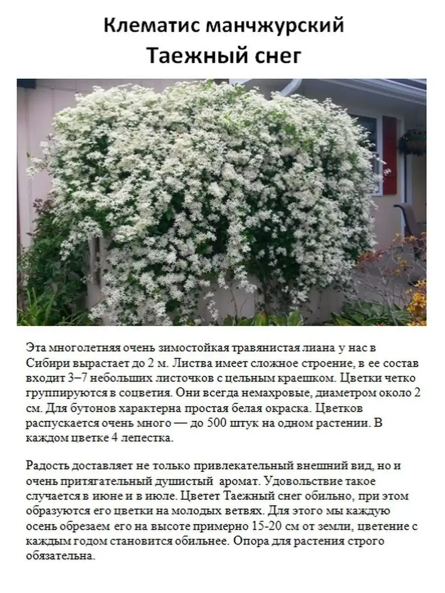 Опора (шпалера) для розы, клематиса, вьюнов Trellis for Clematis, Roses