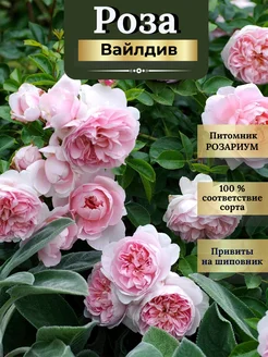 Саженец розы Вайлдив Розариум 148186694 купить за 553 ₽ в интернет‑магазине Wildberries