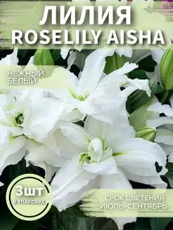 Лилия Roselily Aisha 3шт Садовые Растения 148236750 купить за 520 ₽ в интернет-магазине Wildberries