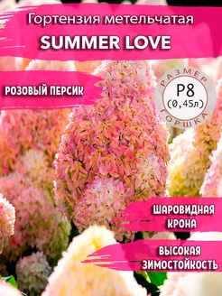 Гортензия метельчатая Summer Love Садовые Растения 148245321 купить за 382 ₽ в интернет-магазине Wildberries