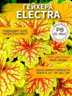 Гейхера Electra Садовые Растения 148246882 купить за 374 ₽ в интернет-магазине Wildberries