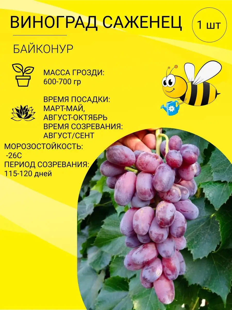 Купить Земляника Красная пчелка 10шт (Сиб Сад) в АФ 