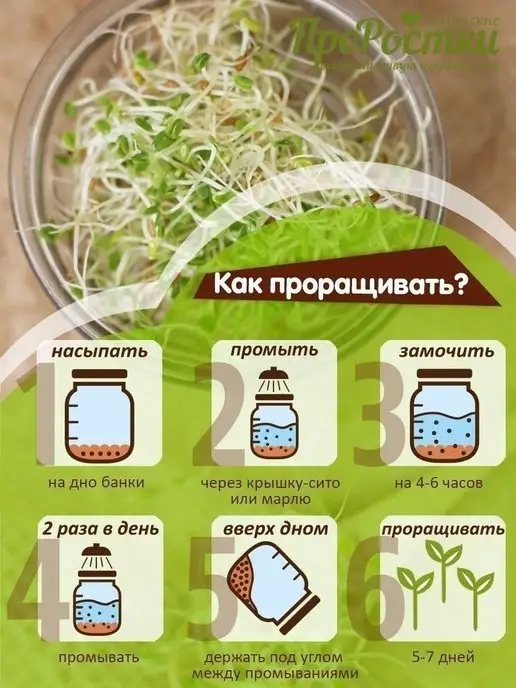 Никольские ПроРостки Микрозелень клевера красного, семена для проращивания, 100 г, 100 г, фото 5