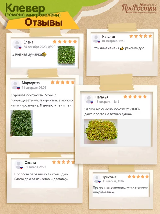Никольские ПроРостки Микрозелень клевера красного, семена для проращивания, 100 г, 100 г, фото 7
