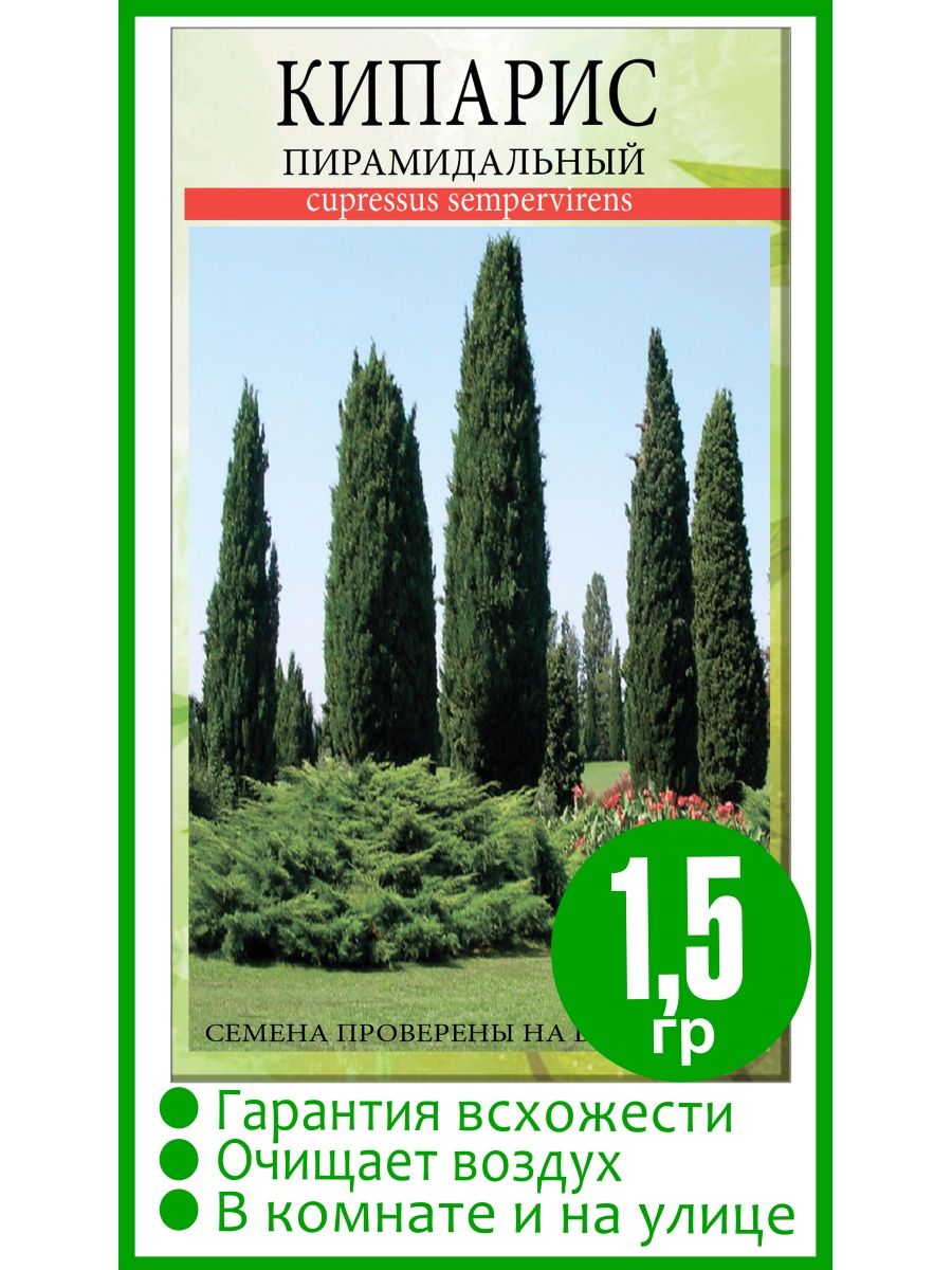 Свойства кипариса. Кипарис Аполлон Гавриш. Семена кипариса. Кипарис из семян. Аполлон и Кипарис.