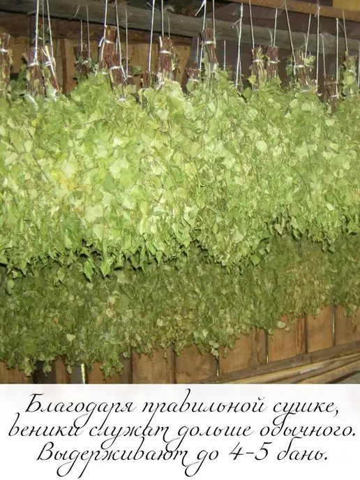 Банный веник дубовый Берёзовые веники для бани и сауны 3 штуки сбор 2026, 3 шт, фото 4