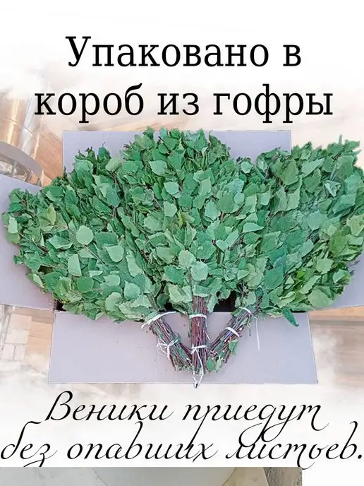 Банный веник дубовый Берёзовые веники для бани и сауны 2 штуки 2026, 5 шт, фото 4