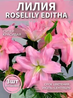 Лилия Roselily Editha 3 шт Садовые Растения 148456736 купить за 459 ₽ в интернет-магазине Wildberries