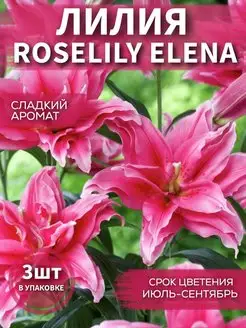 Лилия Roselily Elena 3 шт Садовые Растения 148463632 купить за 459 ₽ в интернет-магазине Wildberries