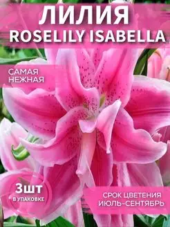 Лилия Roselily Isabella 3 шт Садовые Растения 148463888 купить за 459 ₽ в интернет-магазине Wildberries