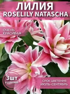 Лилия Roselily Natascha 3шт Садовые Растения 148479348 купить за 459 ₽ в интернет-магазине Wildberries