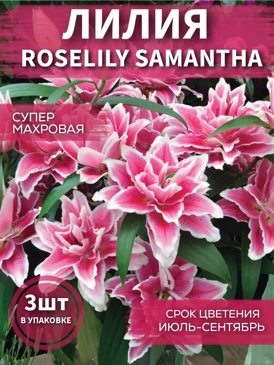 Лилия Roselily Samantha 3 шт Садовые Растения 148479994 купить в  интернет-магазине Wildberries