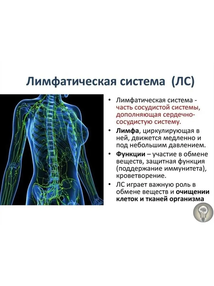 Травяной сбор для очищения лимфы Заповедный Урал 148484192 купить за 236 ₽  в интернет-магазине Wildberries