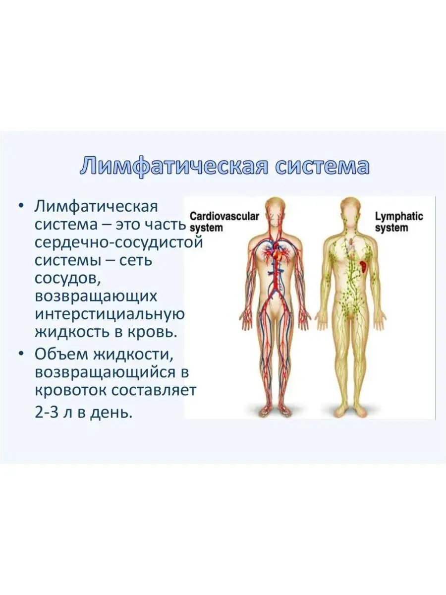 Травяной сбор для очищения лимфы Заповедный Урал 148484192 купить за 236 ₽  в интернет-магазине Wildberries