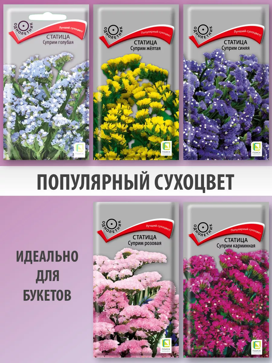 Набор семена статицы Агрохолдинг Поиск 148701267 купить за 218 ₽ в  интернет-магазине Wildberries