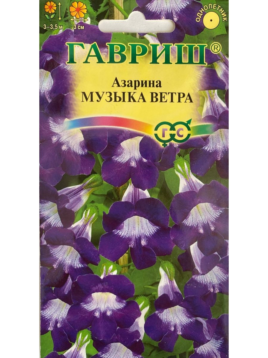 Азарина песни. Азарина лазающая смесь окрасок. Азарина музыка ветра. Азарина музыка ветра фото. Азарина музыка дождя.