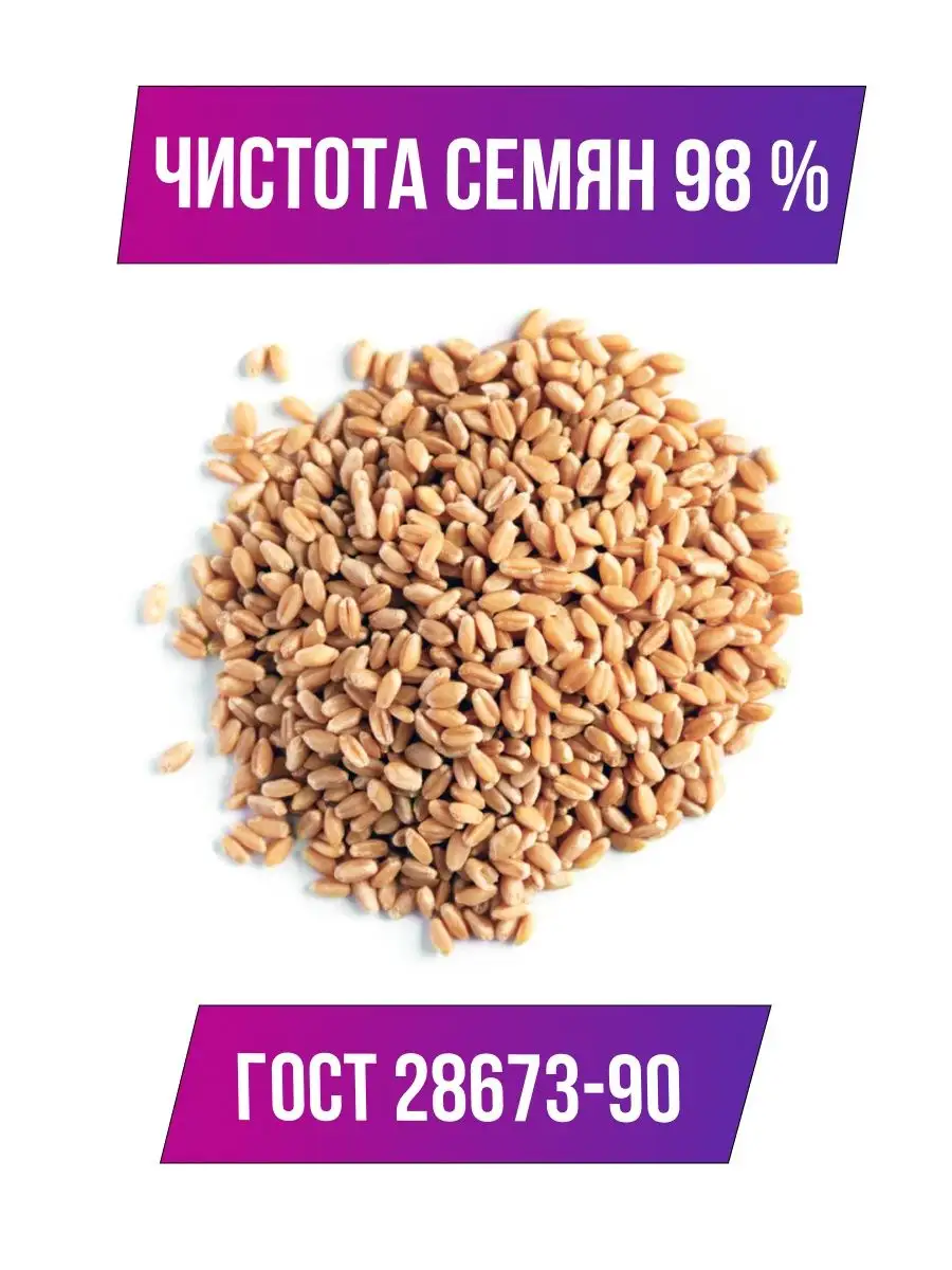 Пшеница для проращивания 5 кг. Зерно пшеницы Natural Seeds 148968040 купить  за 412 ₽ в интернет-магазине Wildberries