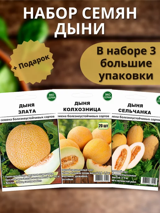 Особенности сорта дыни Манита и рекомендации по уходу Дыня Манита: особенности сорта и рекомендации