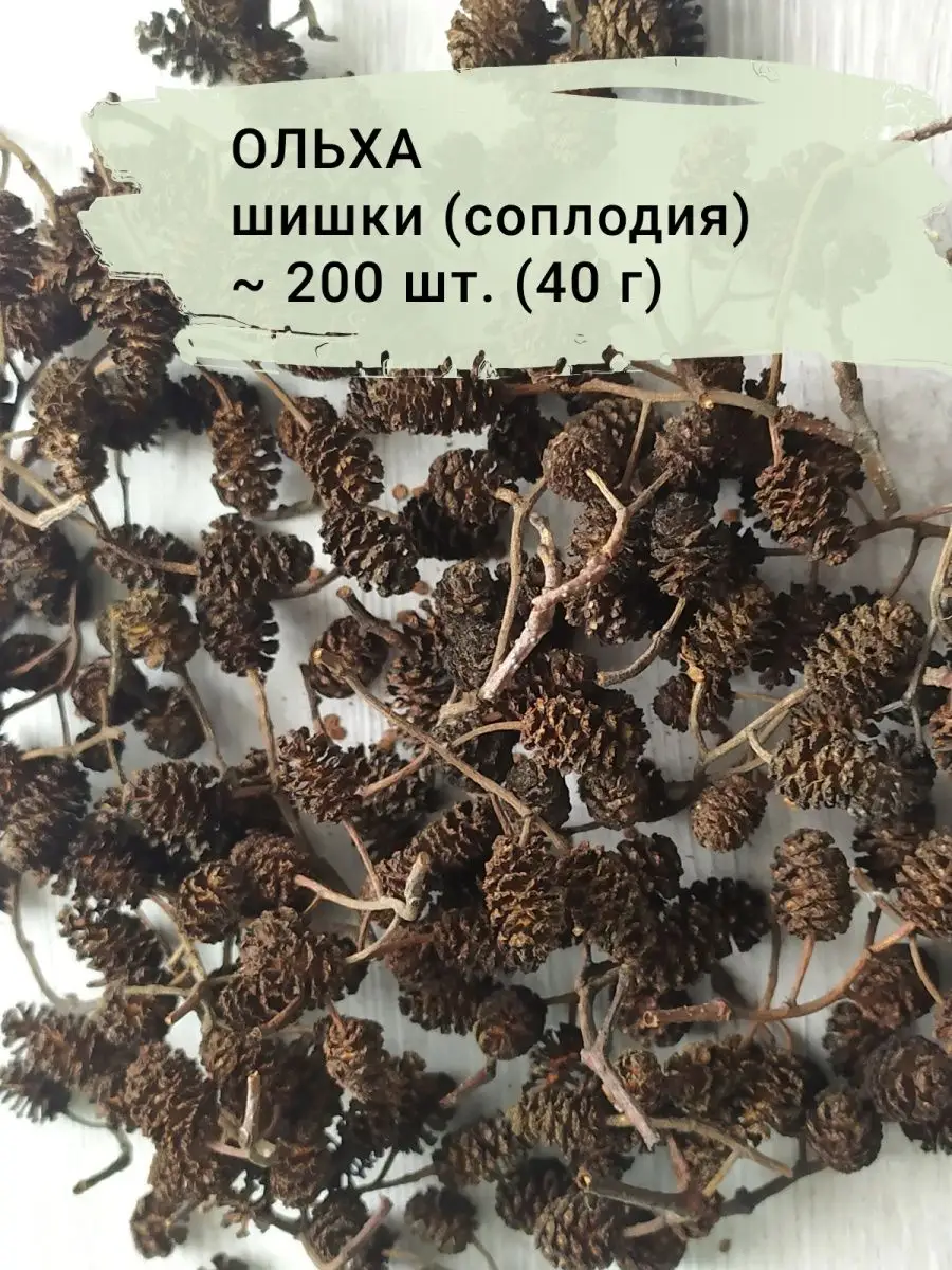 Шишки (соплодия) ольхи 200 шт. с веточками для творчества KaDaMa Nature  149025475 купить за 406 ₽ в интернет-магазине Wildberries