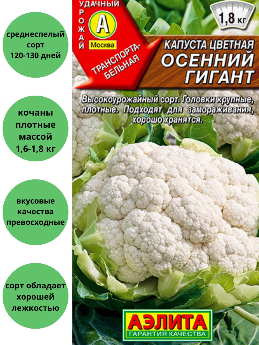 Капуста осенняя. Капуста цветная осенний гигант. Осенний гигант цветная. Цветная капуста осенний гигант описание. Разница молодой и оченней капусты.