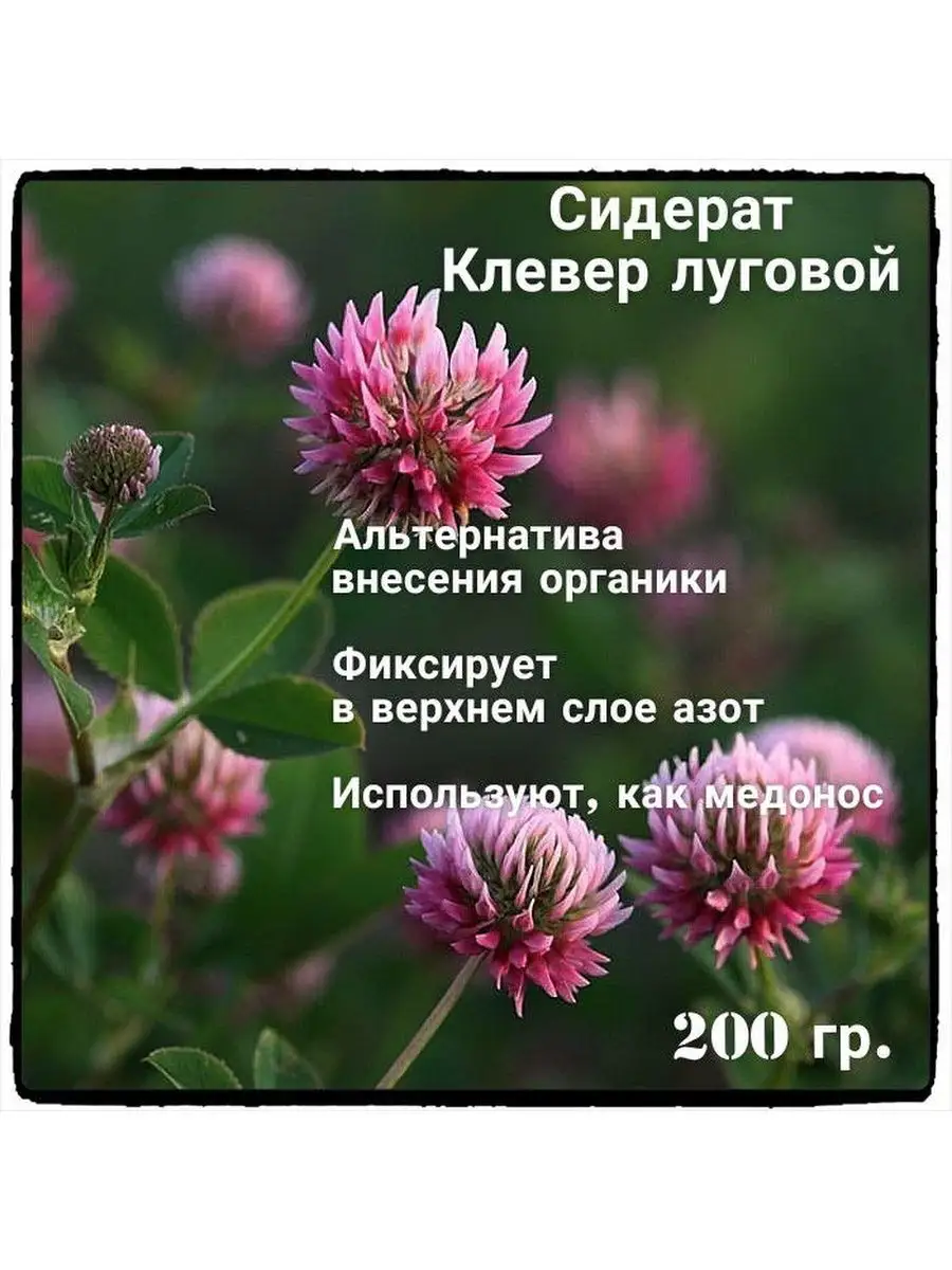 Семена Клевер Лугового Розового. Ярмарка Богатого урожая. 149133545 купить  за 258 ₽ в интернет-магазине Wildberries