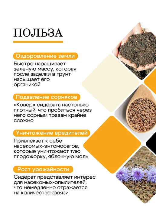 Природа Мёда Семена фацелии пижмолистной 1 кг, урожай 2026 года, 2 кг, фото 2