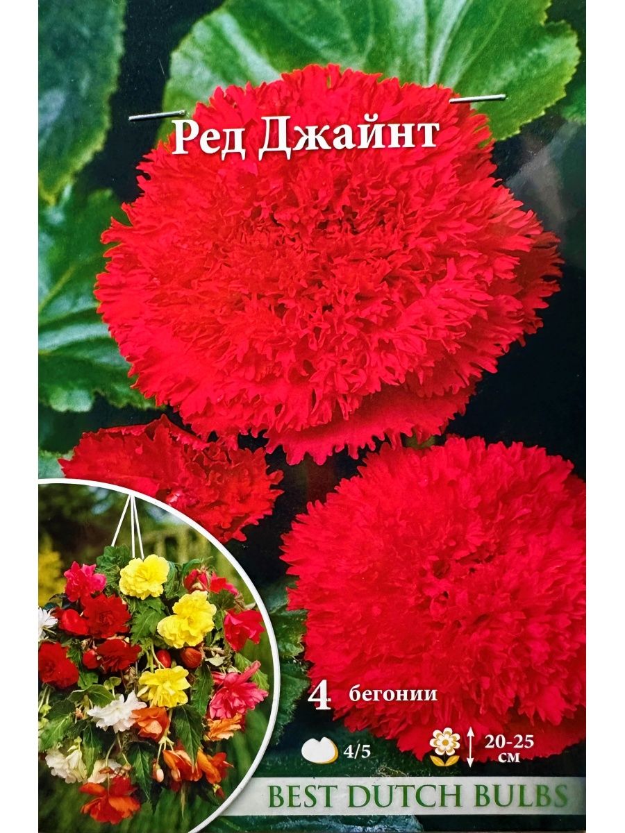 Бегония фимбриата ред. Бегония фимбриата красная. Бегония фимбриата Пинк. Бегония фимбриата разноцветные помпоны.