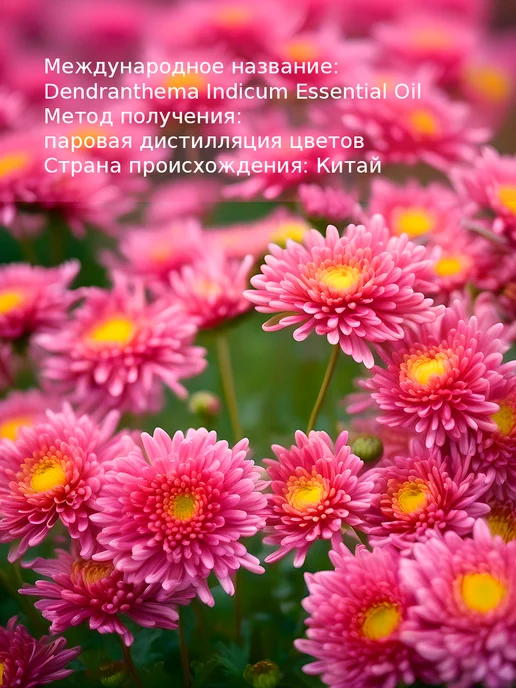 WIPLUS Эфирное масло Хризантема, 5 мл, фото 6