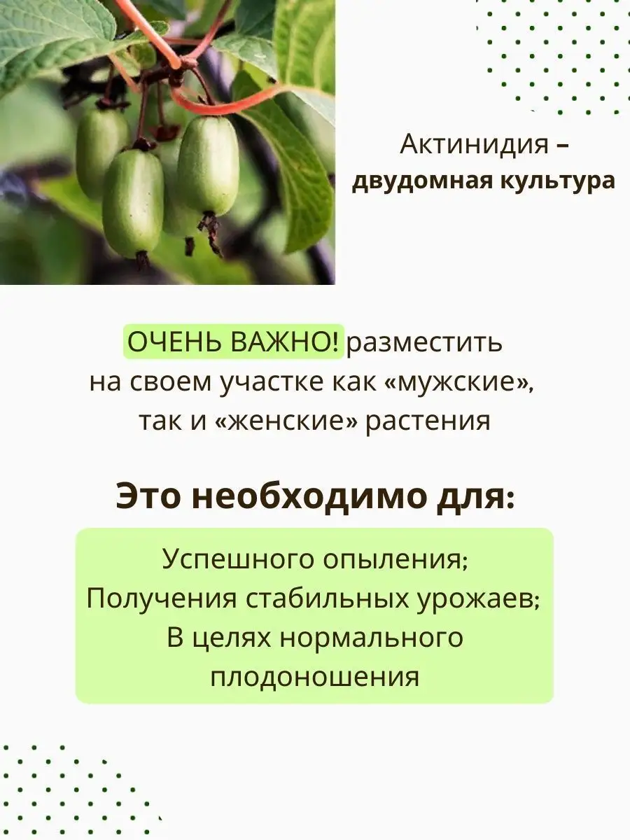 Актинидия саженец для дачи 2 шт. Мужской и женский Саженцы для дачи  149414314 купить в интернет-магазине Wildberries