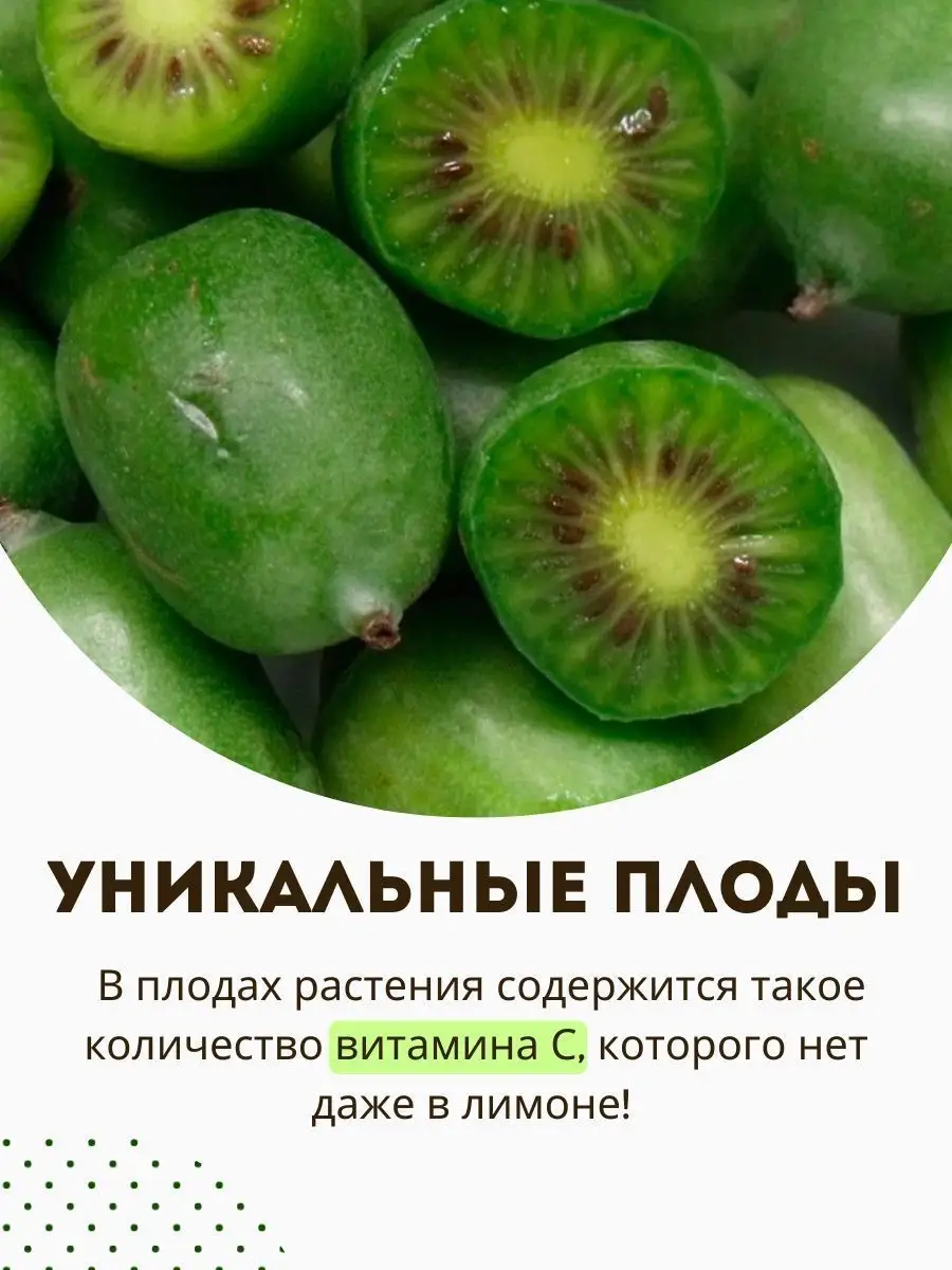 Актинидия саженец для дачи 2 шт. Мужской и женский Саженцы для дачи  149414314 купить в интернет-магазине Wildberries