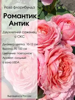 Саженец розы Романтик Антик Dream Roses 149506667 купить за 627 ₽ в интернет-магазине Wildberries