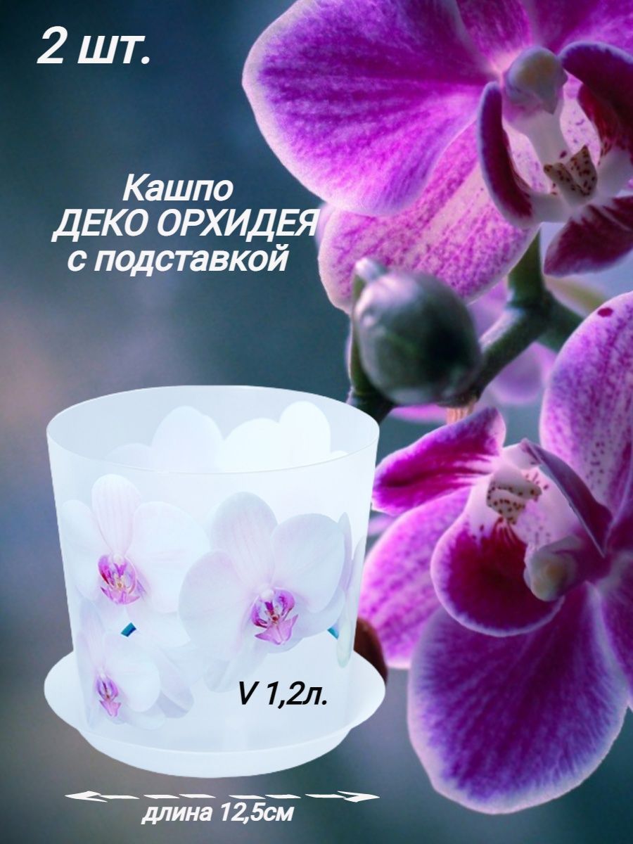 Орхидея м. Орхидея м-р0722. Фаленопсис м41.