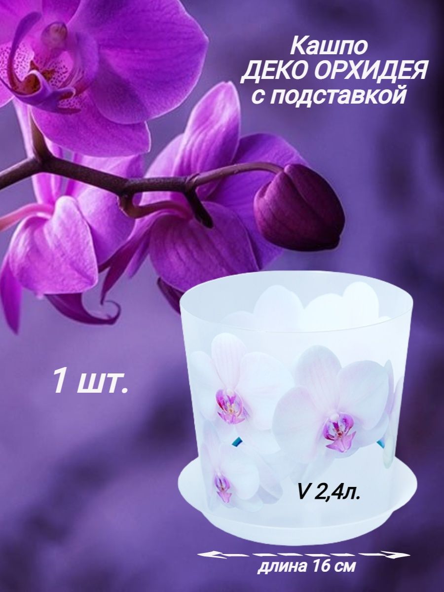 Орхидея м